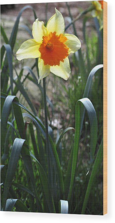 Daffodil Wood Print featuring the photograph Daffodil Bloom 2 by George Taylor