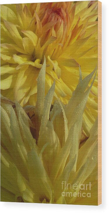 Dahlia Wood Print featuring the photograph Dahlia Dew Yellow by Susan Garren