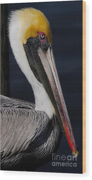 Pelican Wood Print featuring the photograph Golden Crown by Quinn Sedam