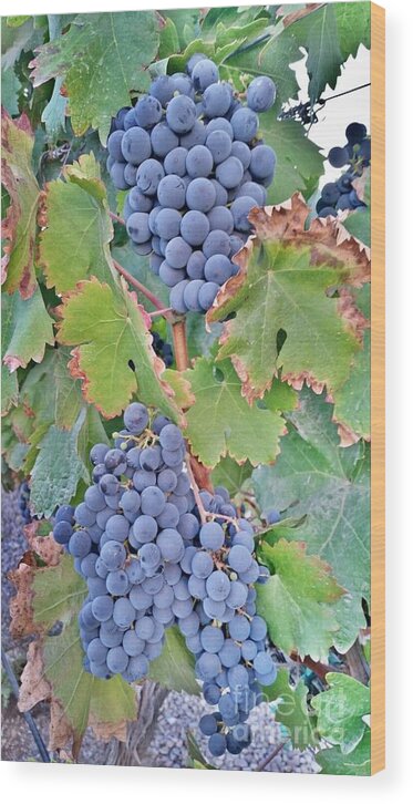 Grapes Wood Print featuring the photograph Grapes by Bridgette Gomes