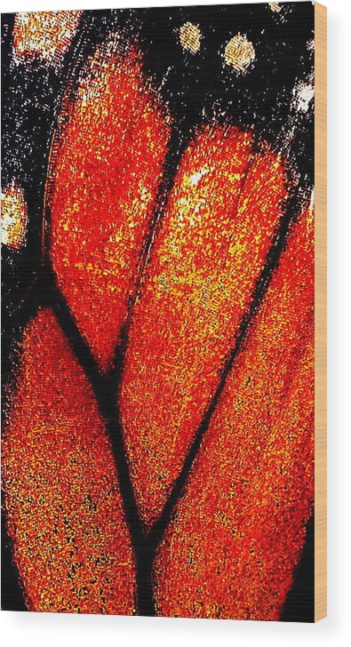 Butterfly Nature Insect Vein Orange Wildlife Wood Print featuring the photograph Monarch wing by Guy Pettingell