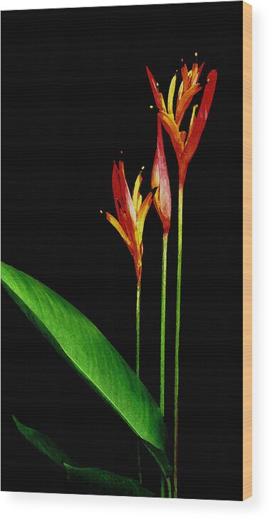 Hawaii Iphone Cases Wood Print featuring the photograph Parrots Beak Heliconia by James Temple