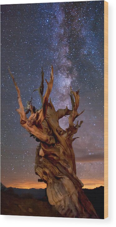 Tree Wood Print featuring the photograph Reach for the Stars by Cat Connor