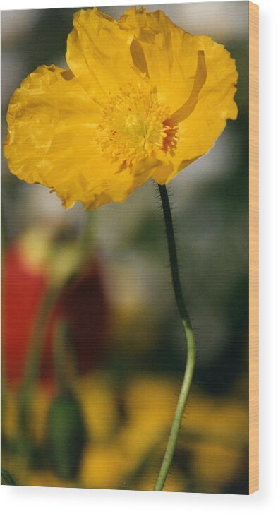 Flower Wood Print featuring the photograph Single Yellow Poppy by Robert Lozen