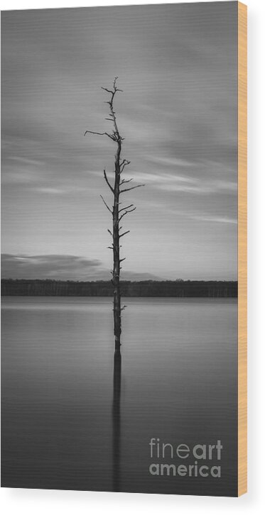 Stand Alone Wood Print featuring the photograph Stand Alone BW 16x9 crop by Michael Ver Sprill