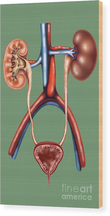 Illustration Wood Print featuring the photograph The Urinary System by Gwen Shockey