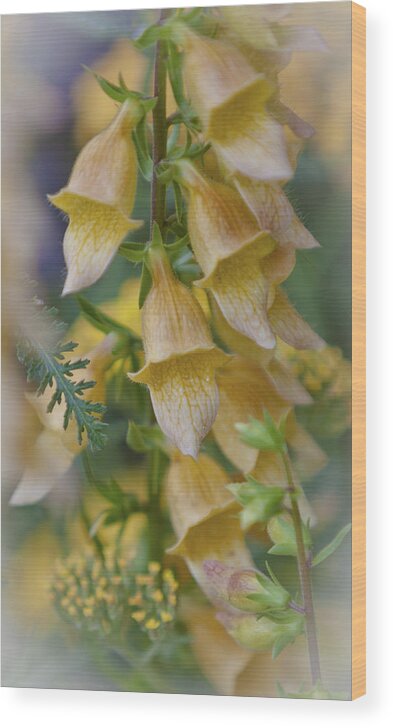 Digitalis Wood Print featuring the photograph Yellow Digitalis by Maj Seda