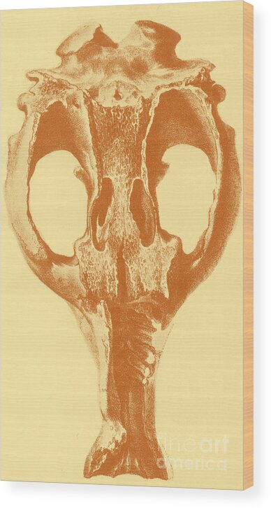 History Wood Print featuring the photograph Toxodon, Extinct Mammal #4 by Science Source