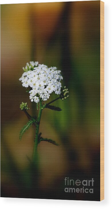 Photography Wood Print featuring the photograph Just For You by Vicki Pelham