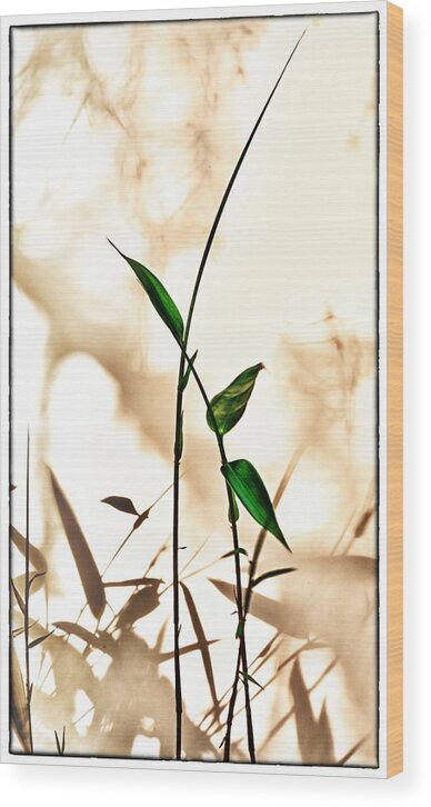 Bamboo Wood Print featuring the photograph Springtime Zen 1 by Mark Fuller