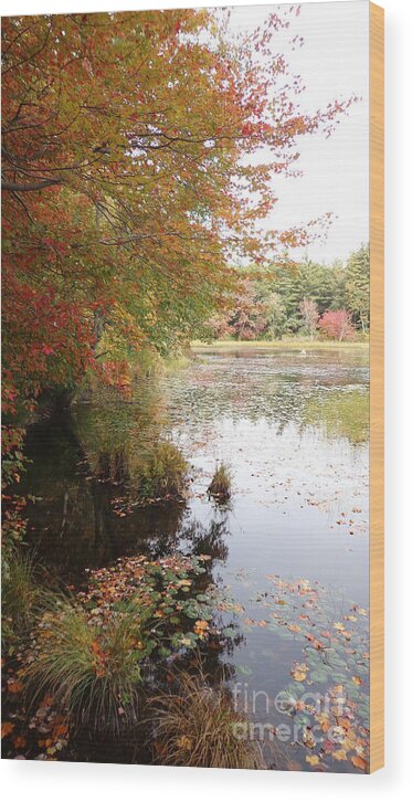 Arcadia Rhode Island Wood Print featuring the photograph The Paths of Arcadia in Autumn #2 by Leslie M Browning