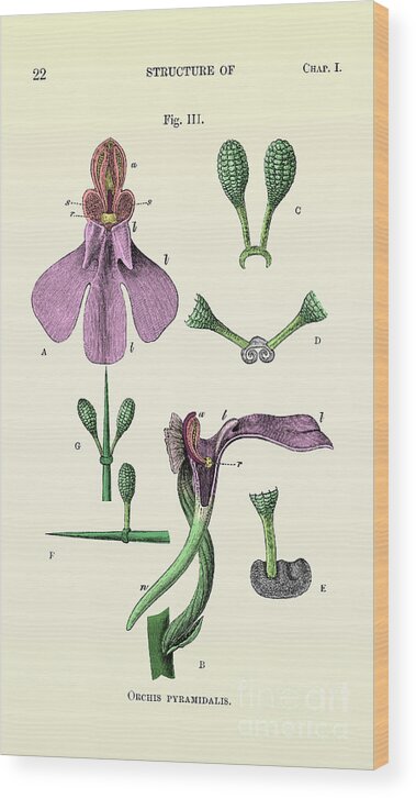 Historic Wood Print featuring the photograph Darwins Orchis Pyramidalis, Illustration #3 by Science Source
