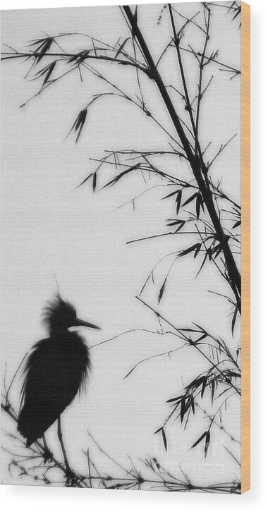Egret Wood Print featuring the photograph Baby Egret Waits by Linda Shafer