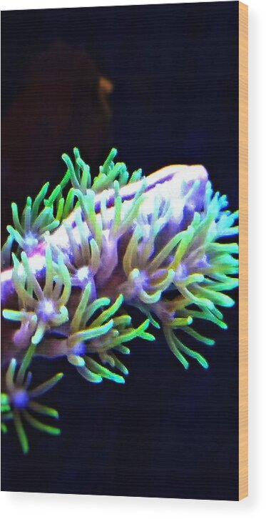 Coral Marine Life Green Sea Water Polyps Wood Print featuring the photograph Coral by Simon Roberts