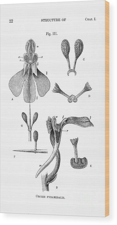 Historic Wood Print featuring the photograph Darwins Illustration Of Orchis by Wellcome Images