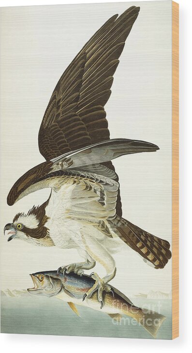 Osprey Wood Print featuring the painting Fish Hawk by John James Audubon