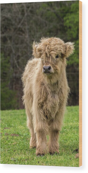 Calf Wood Print featuring the photograph Highland Calf by Holly Ross