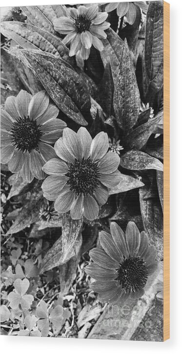 Echinacea Wood Print featuring the photograph Hold On A little Longer by Rachel Hannah
