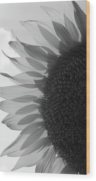 Black And White Wood Print featuring the photograph Illuminated Half Sunflower Grayscale by Mary Anne Delgado
