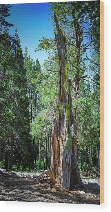 Celio Ranch Wood Print featuring the photograph Lake Tahoe Tree by Rick Mosher