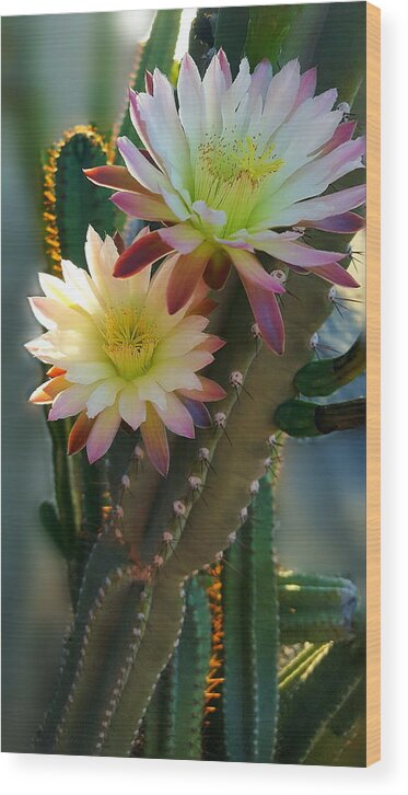 Night-blooming Cactus Wood Print featuring the photograph Night-Blooming Cereus 4 by Marilyn Smith