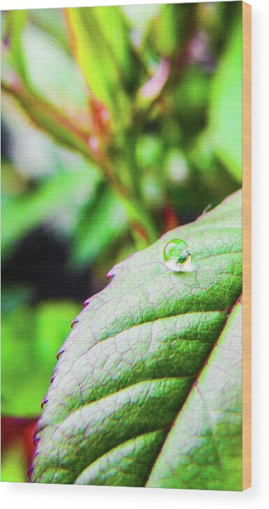 Leaves Wood Print featuring the photograph One Waterdrop by Cesar Vieira