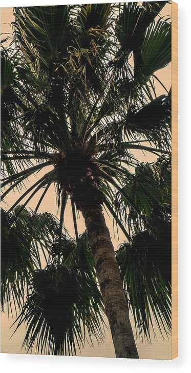 Florida Wood Print featuring the photograph Palm Against the Sky by Frank Mari