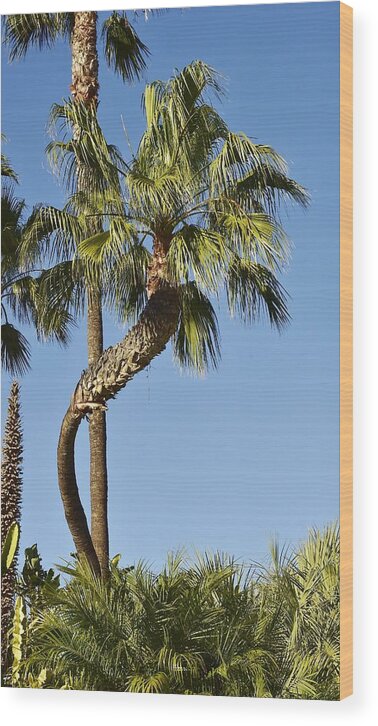 Linda Brody Wood Print featuring the photograph Palm Tree Needs A Chiropractor by Linda Brody