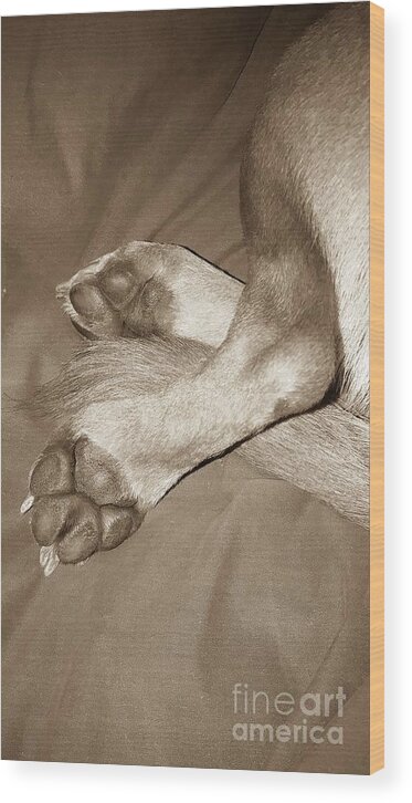 Puppy Wood Print featuring the photograph Puppy Love by Tiziana Maniezzo