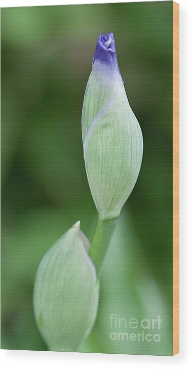 Iris Wood Print featuring the photograph Ready to Bloom by Sherry Hallemeier