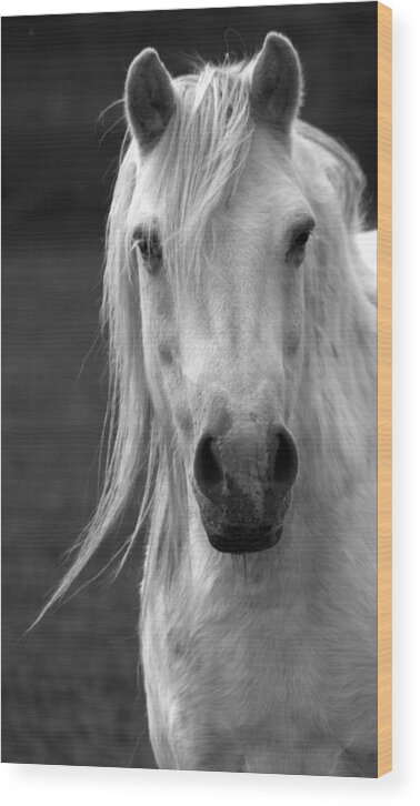 Horse Wood Print featuring the photograph Redwings Horse In Monotone2 by Darren Burroughs