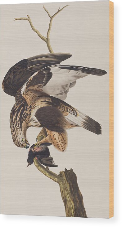 Prey Wood Print featuring the painting Rough Legged Falcon by John James Audubon