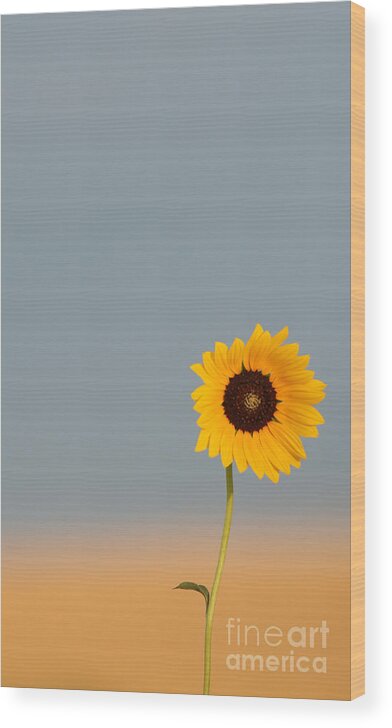 Sunflower; State Flower; Kansas State Flower; Country ; Kansas Landscape; Sunflower Standout; The Beauty Of Kansas; Kansas Beauty; Summer In Kansas; Summer Flowers; Simply Kansas; Lonely Sunflower; Lone Sunflower; Loner  Wood Print featuring the photograph Simply Kansas by Betty Morgan