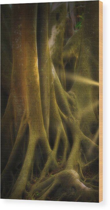 Deep Florida Wood Print featuring the photograph Sinews by Richard Goldman