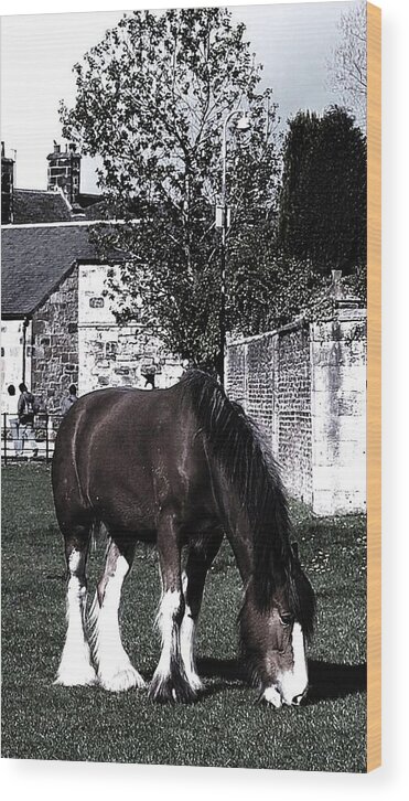 Pony Wood Print featuring the photograph Solitary I by HweeYen Ong
