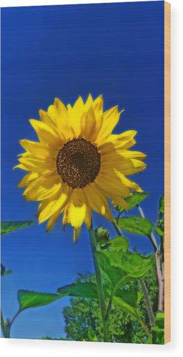 Sunflowers Wood Print featuring the photograph Maize 'N Blue by Amanda Smith