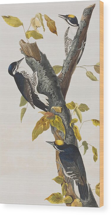 Woodpecker Wood Print featuring the painting Three Toed Woodpecker by John James Audubon