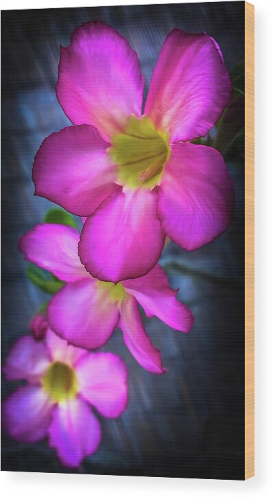 Plumeria Wood Print featuring the photograph Tropical Bliss by Karen Wiles