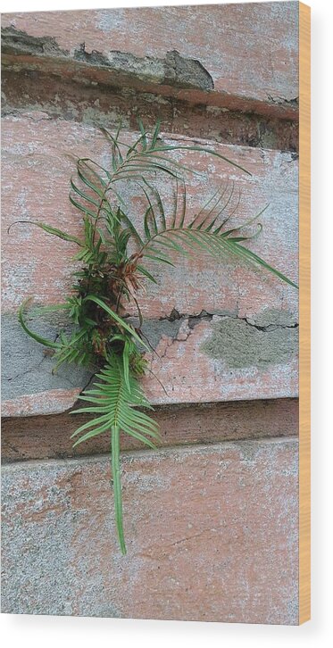 Wall Fern Wood Print featuring the photograph Wall Fern by Leigh Meredith