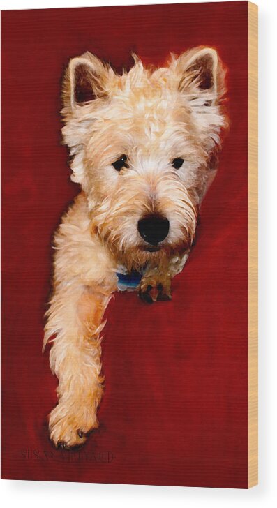 West Highland White Terrier Wood Print featuring the photograph Westie Boy by Susan Vineyard