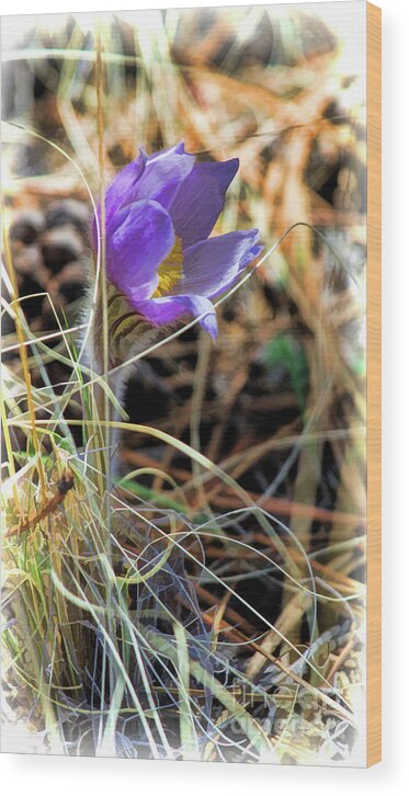 Pasque Flower Wood Print featuring the photograph Wild Crocus by Jim Garrison