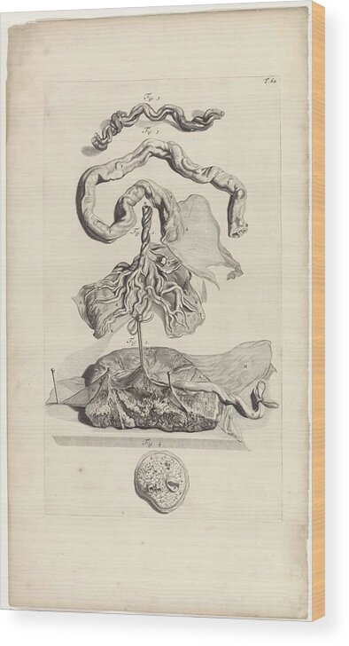 Anatomy Wood Print featuring the painting Anatomical study of the umbilical cord and the placenta, Pieter van Gunst, after Gerard de Lairesse, by Gerard de Lairesse