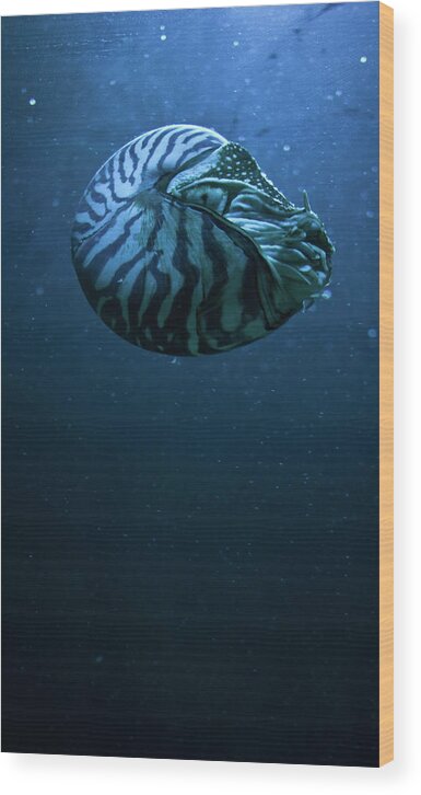 Underwater Wood Print featuring the photograph Blue Snail by © Marc Mateos