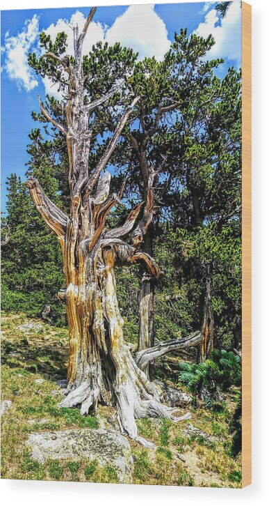 Tree Wood Print featuring the photograph Bristlecone1 2018 by Aaron Bombalicki