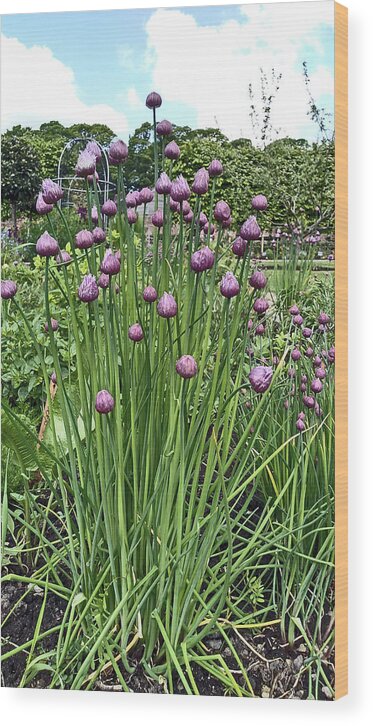 Chorley Wood Print featuring the photograph CHORLEY. Astley Hall. Walled Garden Chive Flowers. by Lachlan Main