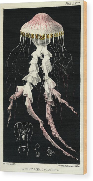 Sealife Wood Print featuring the mixed media Chrysaora Cyclonota by Philip Henry Gosse