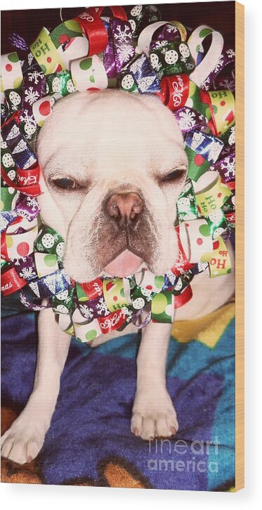 Festive Frenchie Wood Print featuring the photograph Festive Frenchie by Barbra Telfer