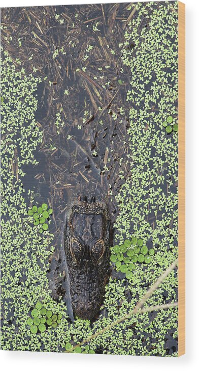 Alligator Wood Print featuring the photograph From the Sticks by Michael Allard