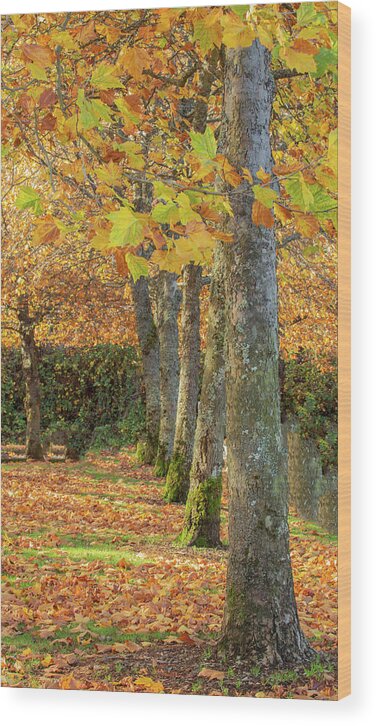 Autumn Wood Print featuring the photograph In a Row by Bob Cournoyer