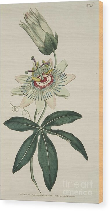 Showing Wood Print featuring the drawing Passiflora Coerulea Common Passion by Heritage Images